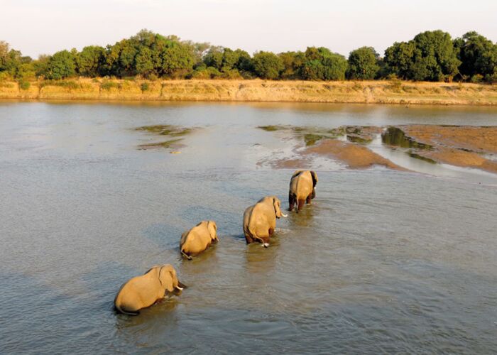 Auf der Simbabwe-Safari begegnen wir im Mana Pools NP vielen Elefanten, Zebras und Büffeln