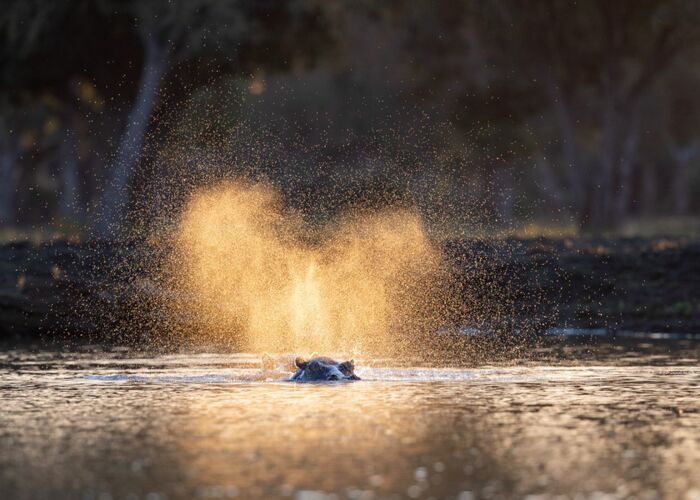 Bei den Game-Walks durch die Mana Pools beobachten wir Flusspferde, Elefanten und Wildhunde