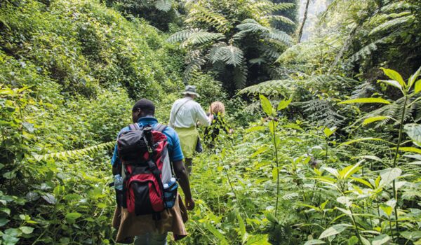 Berggorilla-Beobachtung und Trekking in den Ruwenzori Bergen