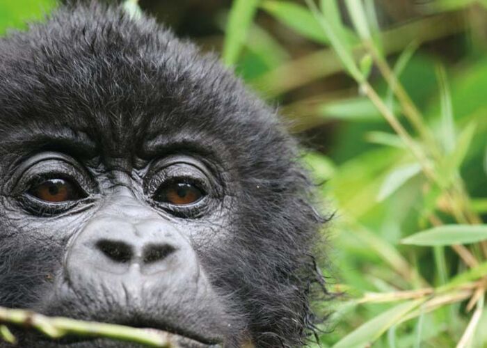 Berggorillas beobachten beim Gorilla-Tracking