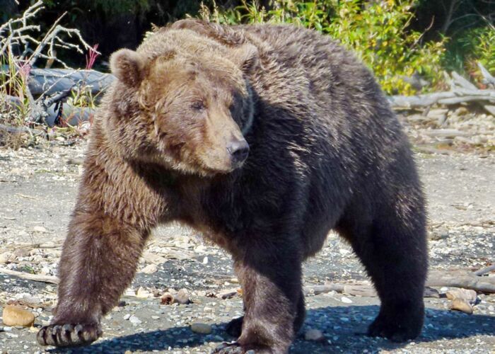 Begegnung mit Bären im Banff Nationalpark in Kanada