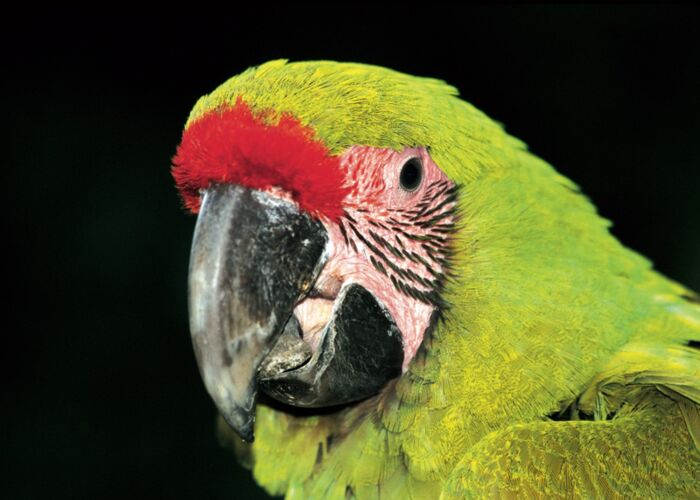 Costa Ricas Nationalparks sind bekannt für die vielen Papageienarten