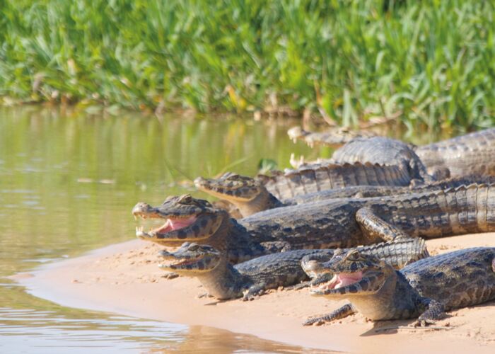 Bei einer Bootstour durch das Pantanal entdecken wir Kaimane am Flussufer