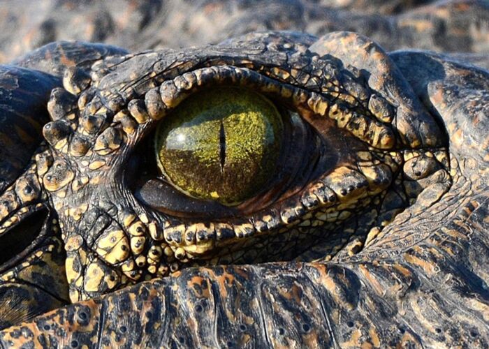 Im Okavango-Delta haben wir besonders viele Möglichkeiten Krokodile zu beobachten