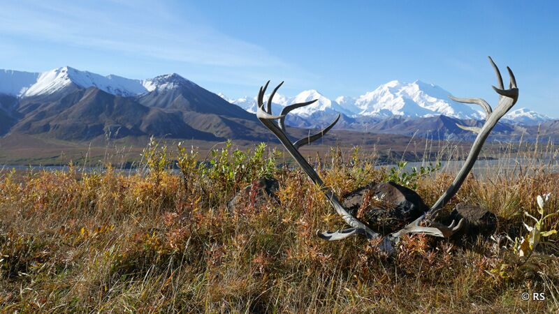 Bei besten Wetterverhältnissen genießen wir die Aussicht auf den Denali Berg auf unserer Rundreise durch Alaska.