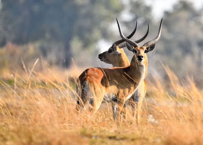 Bei der Fußpirsch durch den Mana Pools Nationalpark sehen wir zahlreiche Tiere