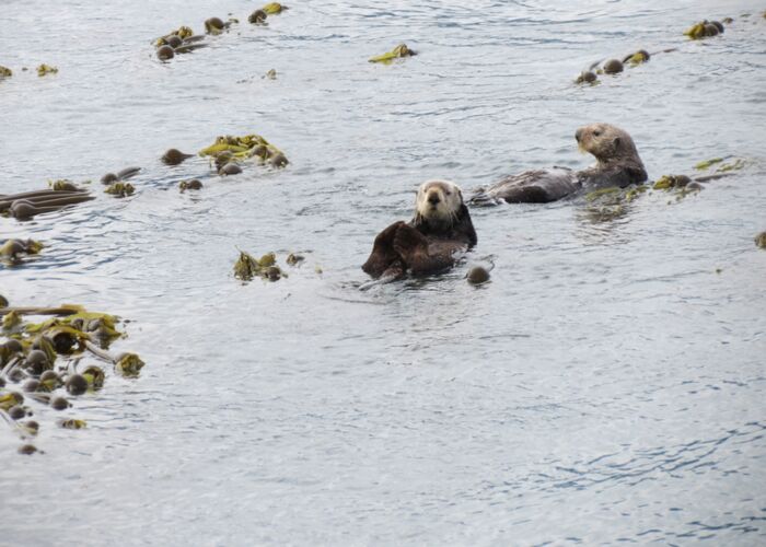 Natur erleben bei Tierbeobachtungen in Alaska mit Otter, Bären, Elch und Co.
