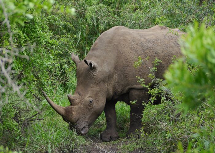 Auf Nashornsafari mit kundigem Guide durch den Isimangaliso Nationalpark