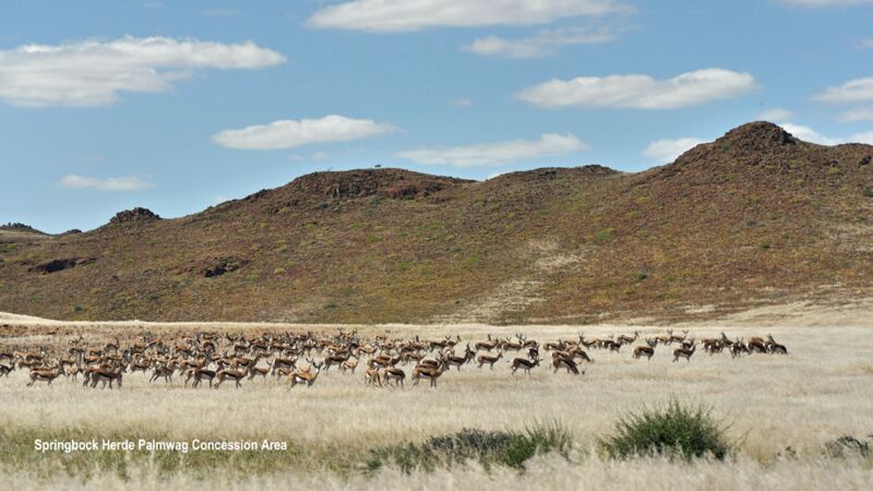 Wir treffen auf eine große Springbock Herde im Schuztgebiet der Palmwag Concession Area im nordwestlichen Namibia