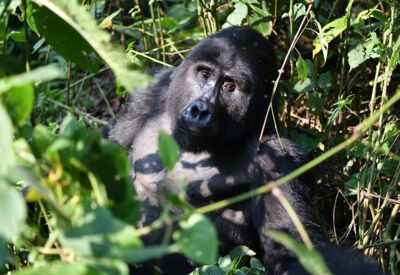 Die Kleingruppenreise führt mit einer Wandertour zu den Berggorillas im Bwindi Forest