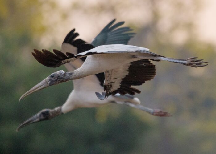 Für Ornithologen bietet sich eine Reise ins Pantanal an