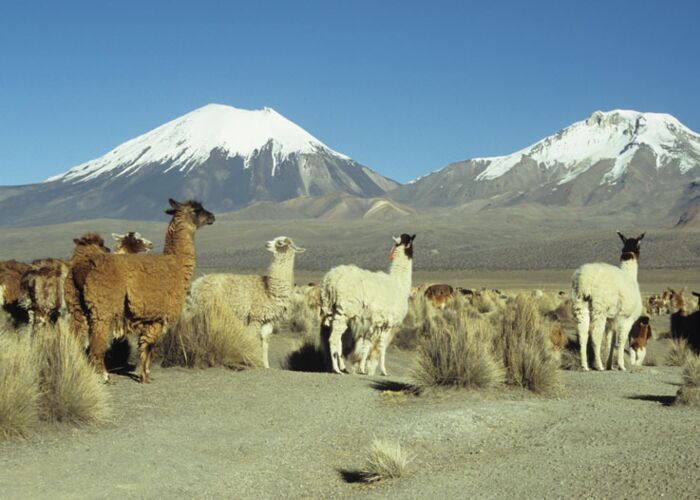 Die Zwillingsvulkane Parinacota sind beliebte Trekkingziele