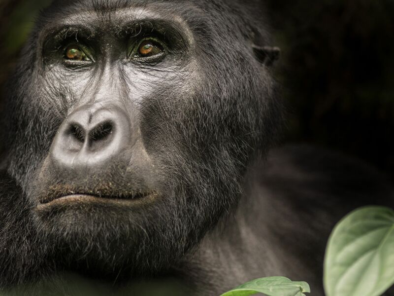 Die Begegnung mit Berggorillas ist das Highlight einer Uganda Reise