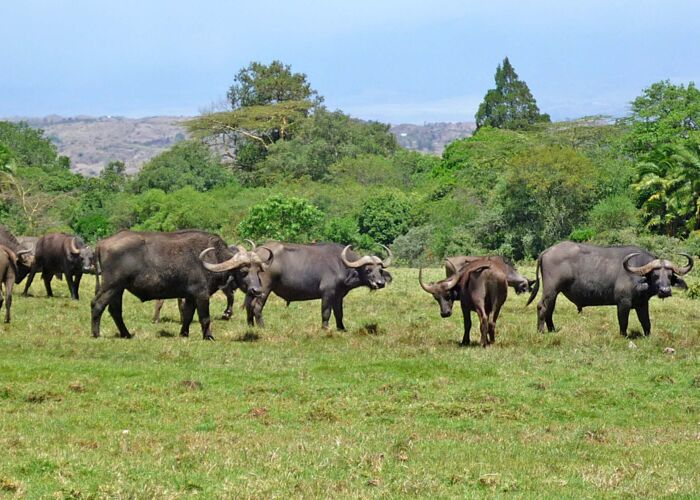 Auf Fußpirsch im Arusha Nationalpark