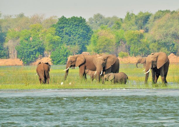 Der Mana Pools Nationalpark bietet einen idealen Lebensraum für Elefanten