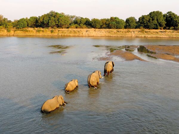 Auf der Simbabwe-Safari begegnen wir im Mana Pools NP vielen Elefanten, Zebras und Büffeln