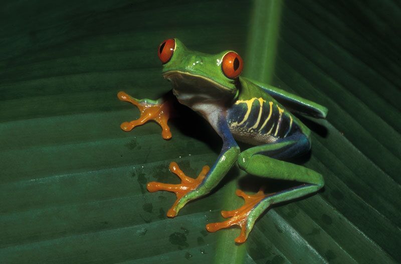Die Vegetation im Regenwald ist ein Paradies für zahlreiche Froscharten