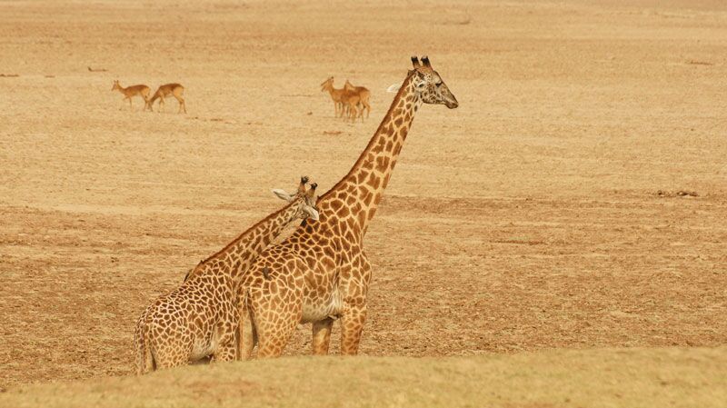 Die beste Möglichkeit, um Giraffen, Elefanten und Zebras nahe zu kommen ist eine Fußpirsch in Zambia
