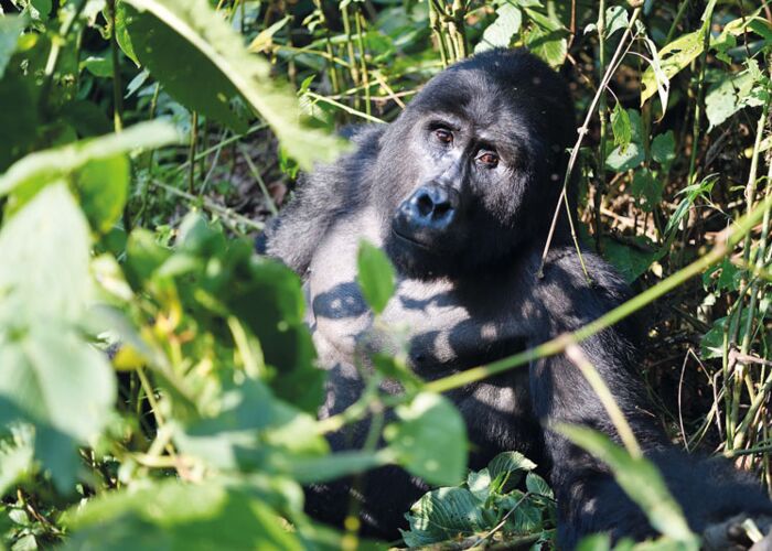 Das Highlight einer privaten Uganda-Safari ist die Beobachtung von Berggorillas