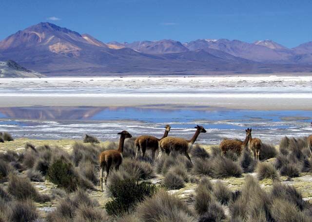 Auf der Rundreise übers Altiplano beobachten wir zahlreiche Guanako Herden