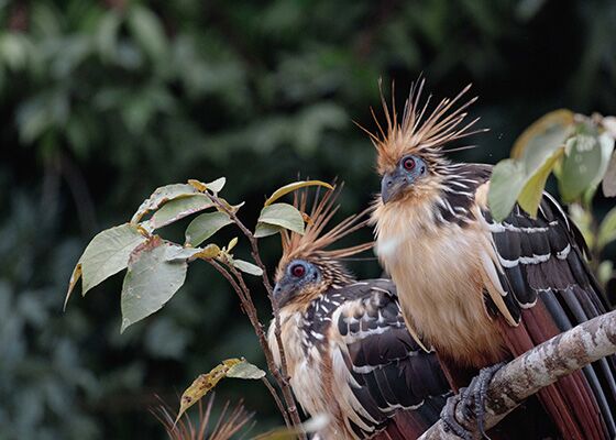 Auf der Ecuador und Kolumbienreise können wir den Hoatzin Vogel beobachten