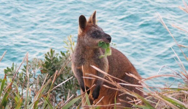 Auf jeder Australienreise sichtet man Kängurus