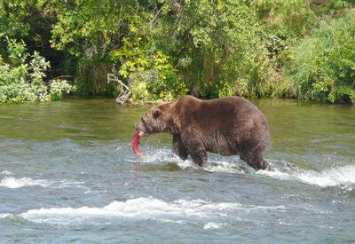 Bären beim Lachsfang beobachten im Katmai Nationalpark