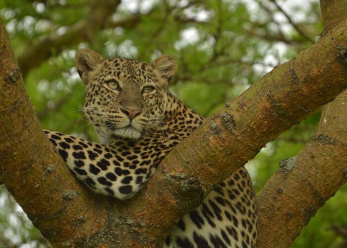 Auf der Safari durch den Queen Elizabeth Nationalpark entdecken wir Leoparden