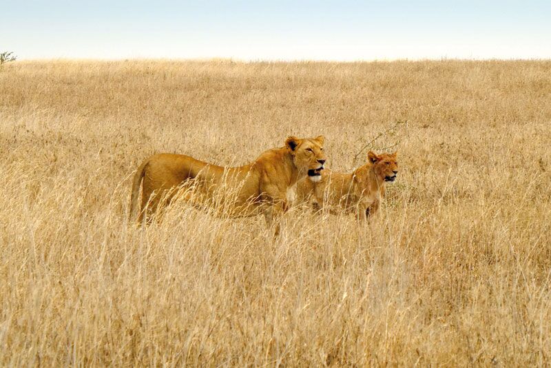 Bei der Pirschfahrt durch die Serengeti beobachten wir Löwen hautnah