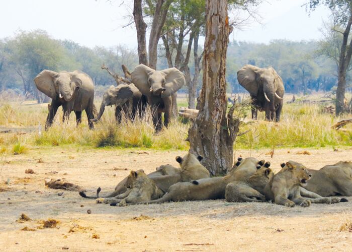 Bei der Safari im Ruaha Nationalpark sehen wir Elefanten, Löwen, Hyänen, Wildhunde u.v.m.