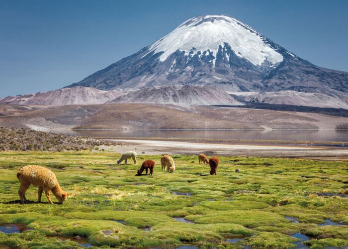 Ein Highlight im Lauca Nationalpark ist der Blick auf den Parinacota Vulkan