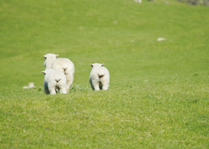 Die Landwirtschaft in Neuseeland lebt hauptsächlich von der Schafzucht