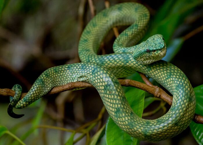 Bei der Dschungel-Expedition in Borneo im Bako Nationalpark entdecken wir Schlangen
