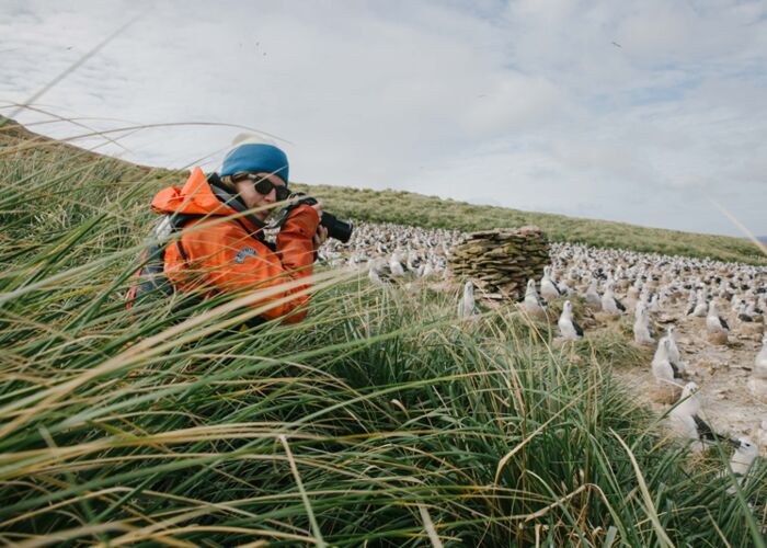 Auf den Falklandinseln sind Schwarzbrauenalbatrosse beheimatet