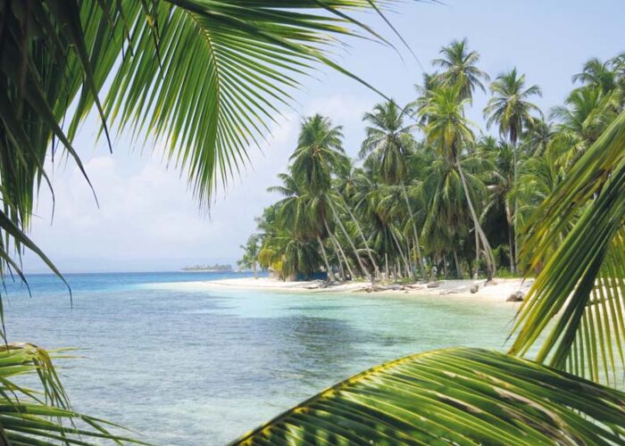 Meterhohe Palmen sind nicht nur Heimat für Kapuzineraffen und andere Bewohner, sondern auch ein willkommener Schattenspender am Strand.