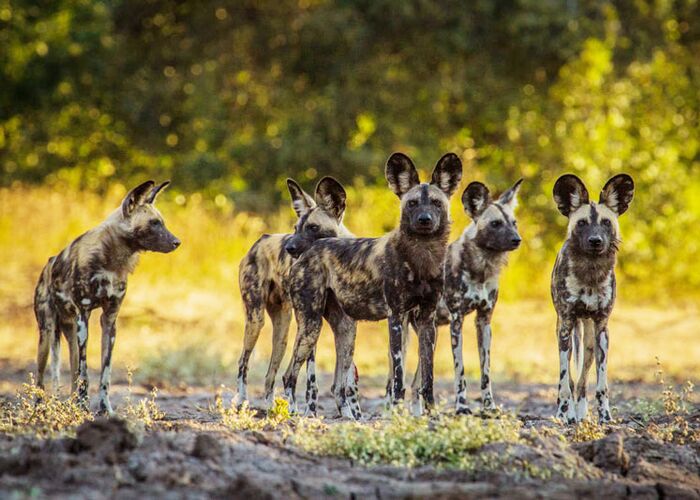 Im Mana Pools Nationalpark haben wir gute Chancen Wildhunde zu sehen