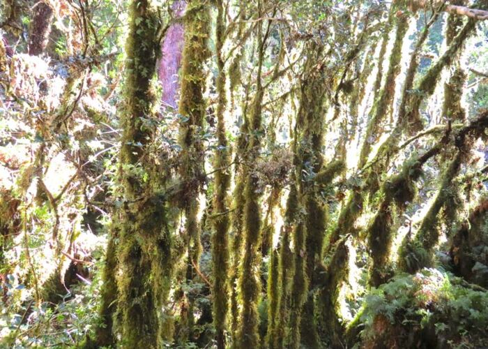 Der Urwald um Puyuhuapi ist ideal für eine Wanderung geeignet