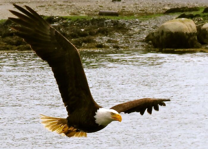 Der Weisskopfseeadler steht unter Schutz