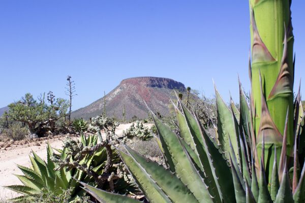 Bei den Wigwam Reisen auf die Baja California erkunden wir die besondere Umgebung der Halbinsel.