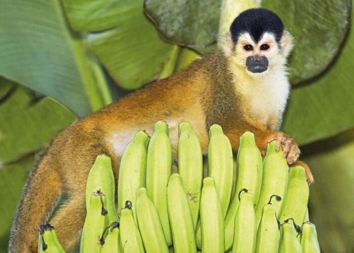 Ein Leibspeise von Affen sind die tropischen Bananen