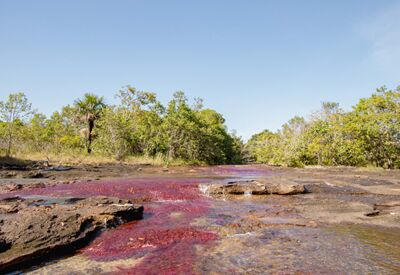 Rote Pflanzen schimmern im Wasser des Caño Cristales im Macarena Nationalpark