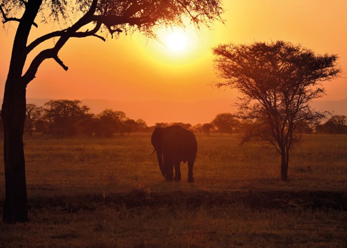 In der Serengeti gibt es tolle Beobachtungsmöglichkeiten von Elefantenherden