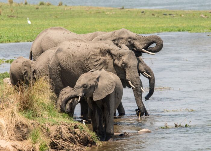 Elefantenherden tummeln sich um die Wasserlöcher im KaZa Gebiet