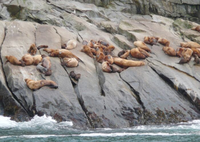 Per Boot erkunden wir bei der Alaska Naturreise die Tierwelt