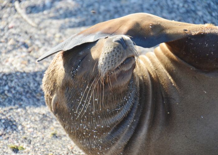 Galapagos Pelzrobbe