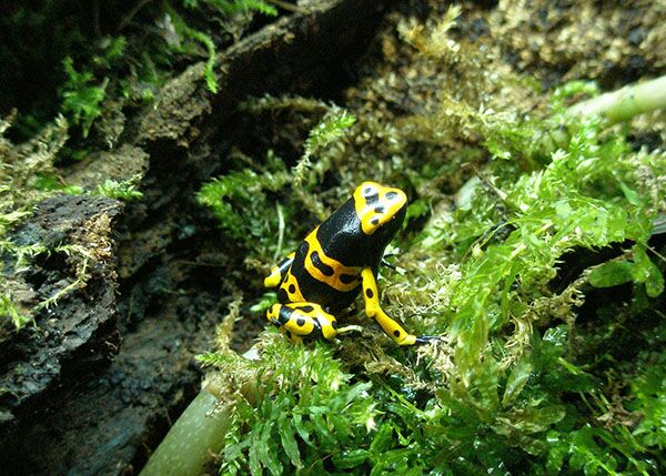 gelb schwarzer Pfeilgiftfrosch im Urwald von Venezuela