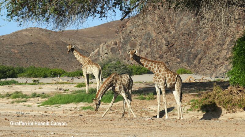 Spannende Tiersichtungen von Giraffen im Hoanib Canyon in Namibia während unserer Reise