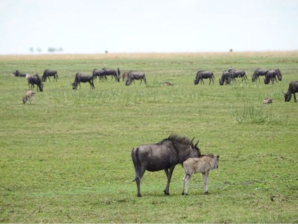 Gnu mit Baby inmitten ihrer Herde während der Migration im Liuwa Plains Nationalpark in Sambia