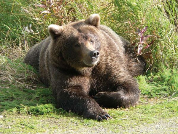 Bei der Alaska-Rundreise begegnet man im Denali Nationalpark mit Glück Grizzlybären