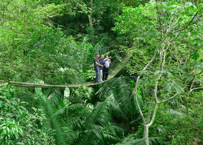Die Flora und Fauna des Dschungels lässt sich am besten aus der Hängebrückenperspektive beobachten